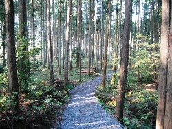 南側散策路の写真