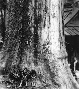 賀蘇山神社大杉切株の切り株前の写真