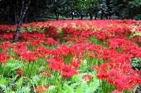 彼岸花群生地の写真