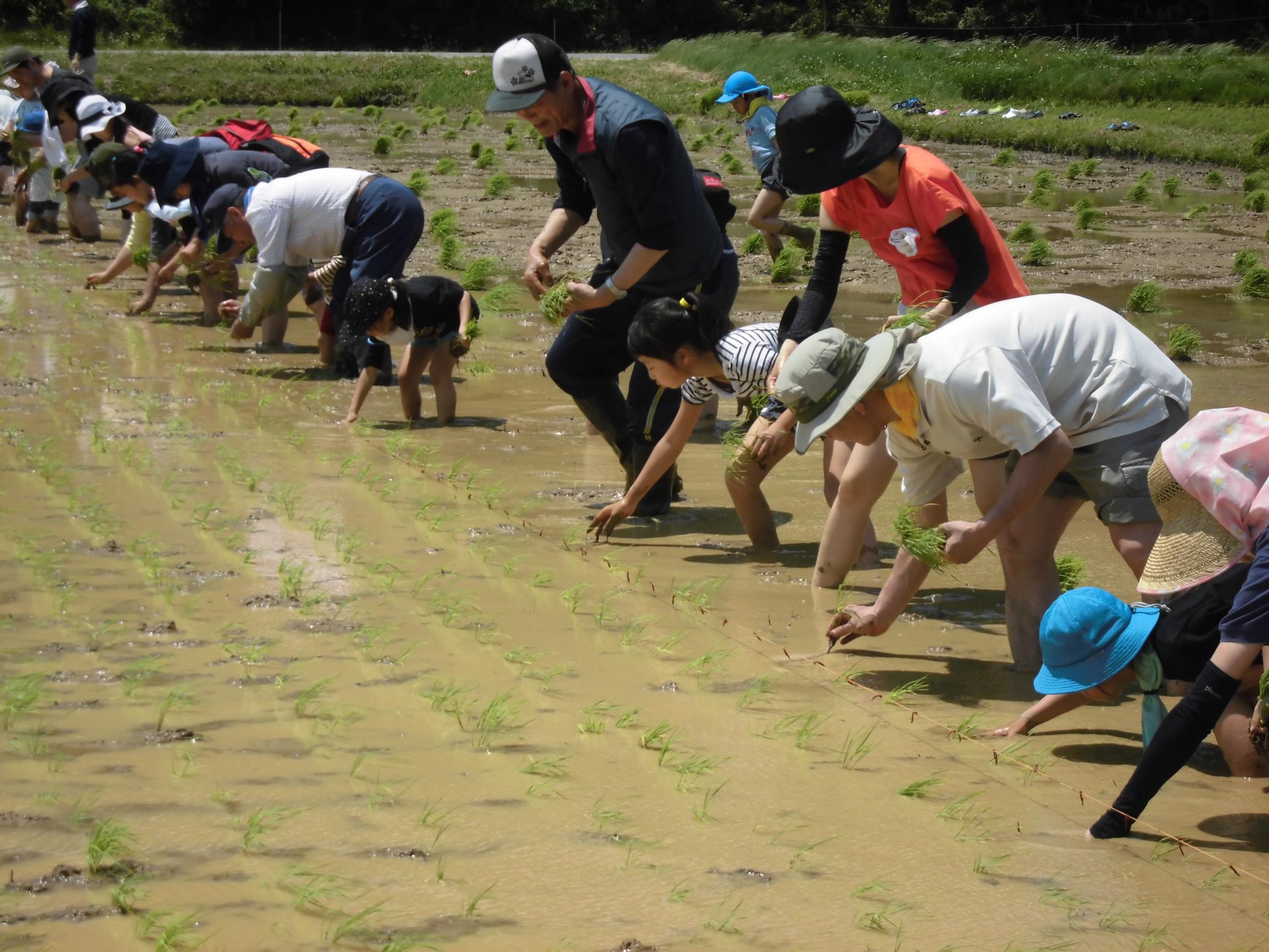 田植え