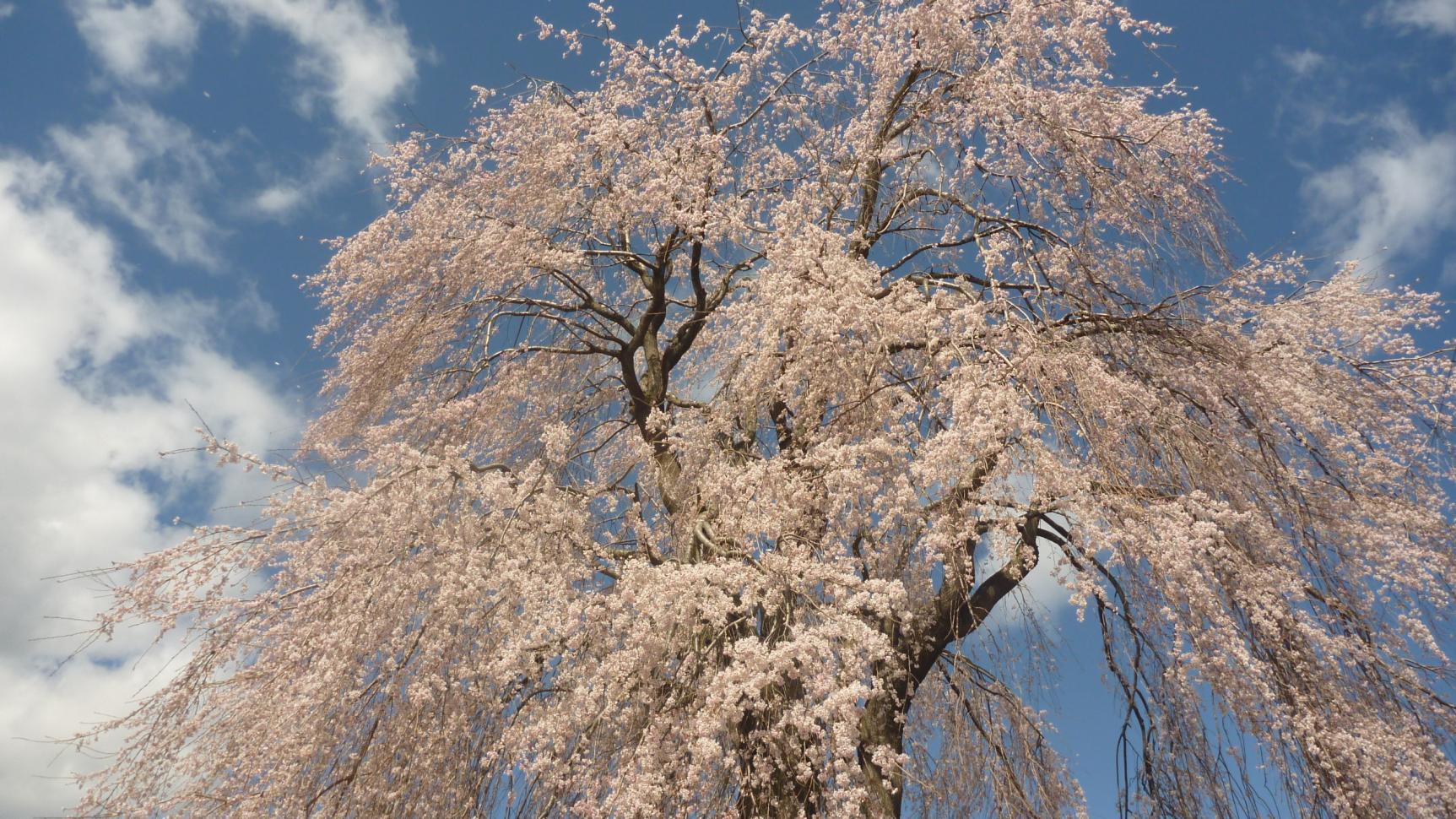 枝垂れ桜