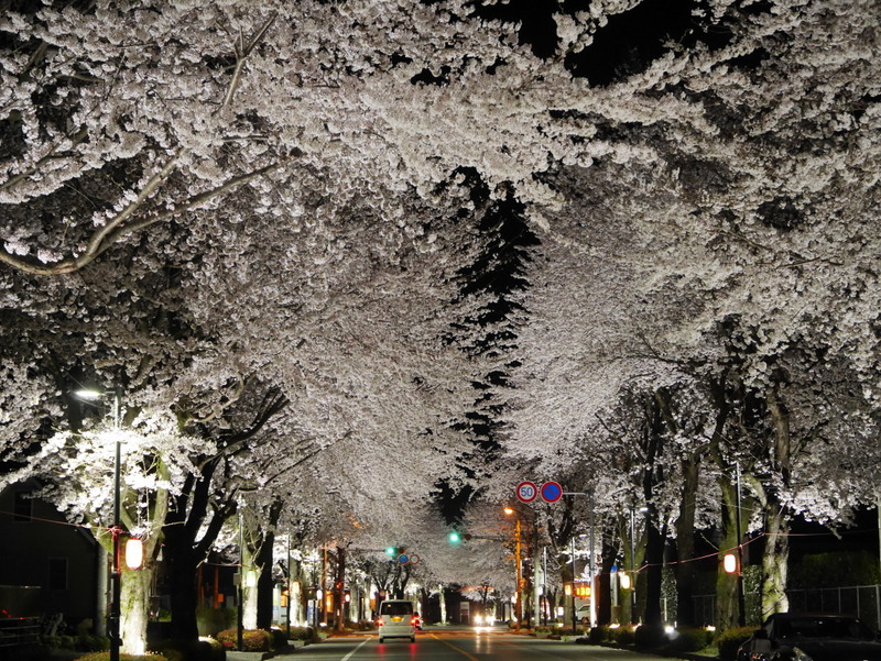 桜並木ライトアップ写真