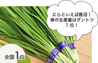 にらと言えば鹿沼。麻の生産はダントツ1位! にらと言えば鹿沼。麻の生産はダントツ1位!