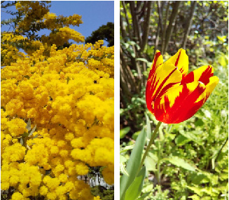 ミモザとお花