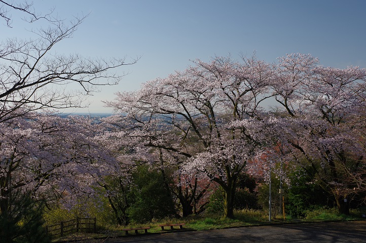 山頂付近に咲くソメイヨシノ