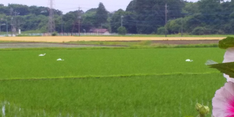 田んぼと鷺 田んぼと鷺