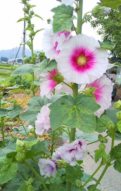 アオイの花 アオイの花