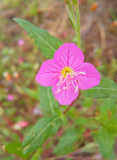 ユウゲショウの花 ユウゲショウの花