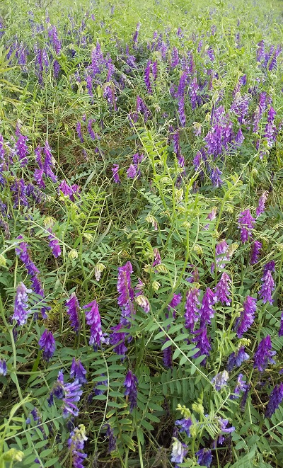 草藤 草藤