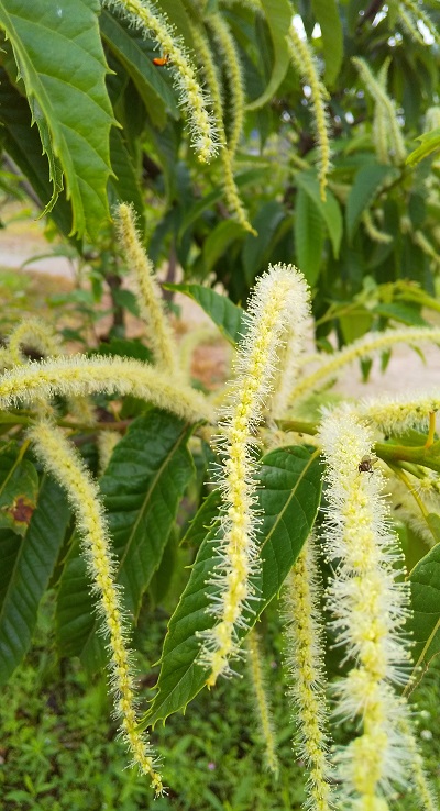 栗の花 栗の花