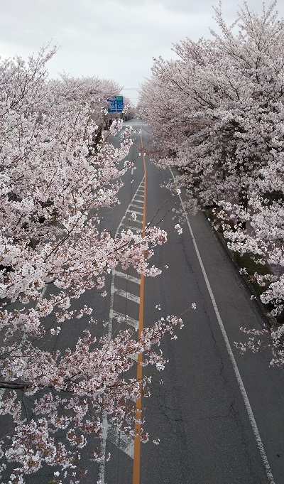 桜 桜