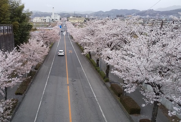 桜 桜