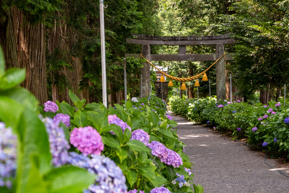 紫陽花が咲く磯山神社