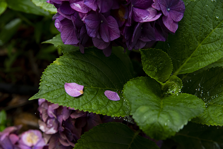 紫陽花 紫陽花