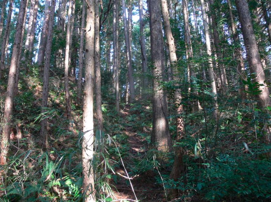 写真(2)－竪堀状の溝（登城路と考える赤(1)）