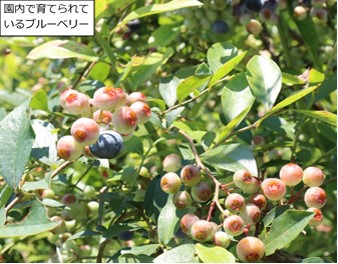 園内で育てられているブルーベリー 園内で育てられているブルーベリー