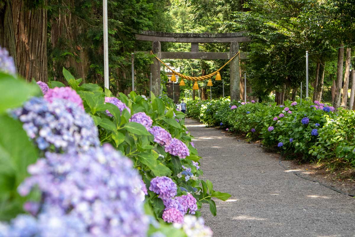 梅雨の時期は磯山神社のあじさいを