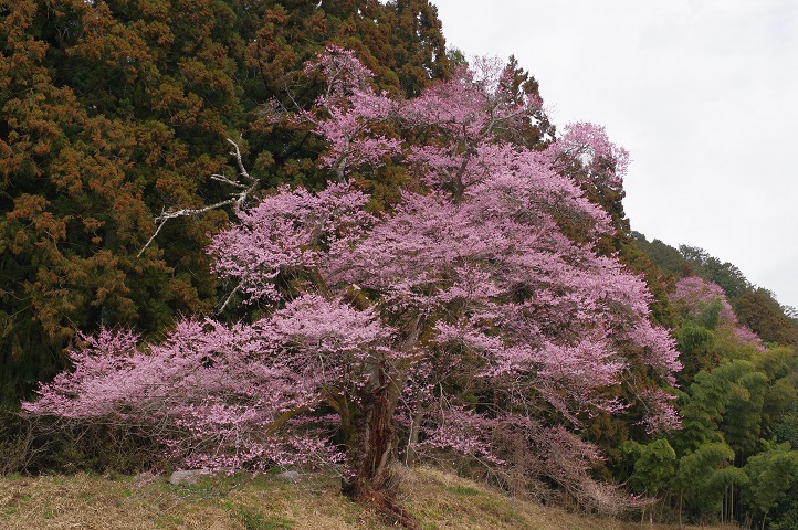 叶桑沢の桜