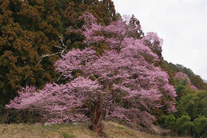叶桑沢の桜 叶桑沢の桜
