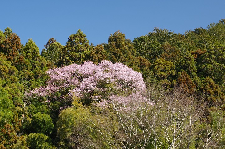 叶桑沢のとなりの桜 叶桑沢のとなりの桜
