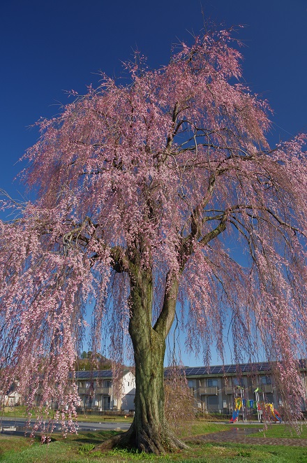 段の浦公園の桜 段の浦公園の桜