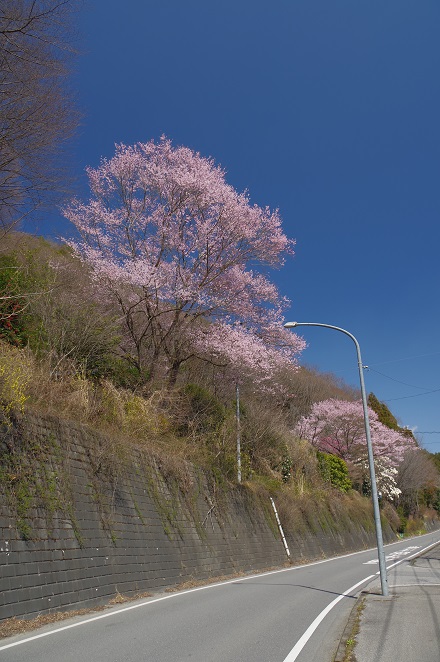 ヤオハンいちごパーク近くの桜