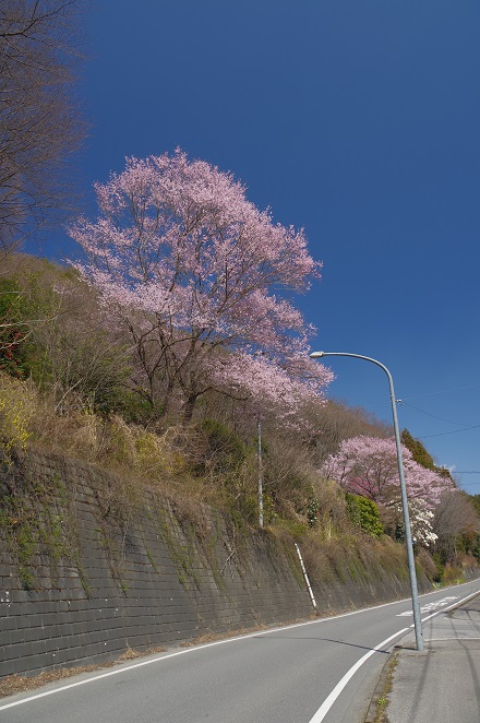 ヤオハンいちごパーク近くの桜 ヤオハンいちごパーク近くの桜