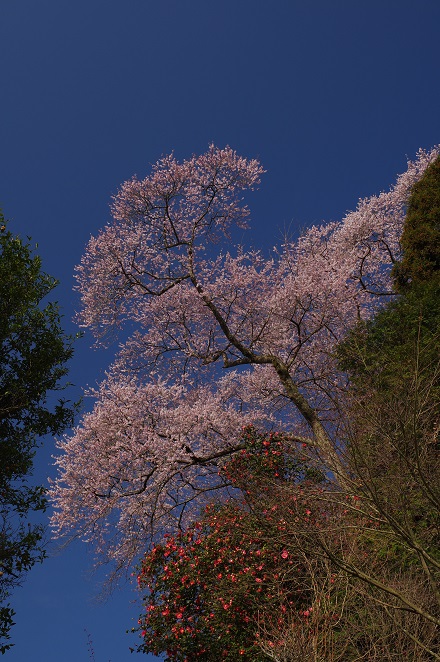 妙見寺の桜 妙見寺の桜