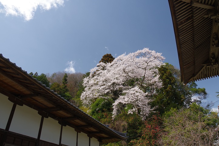 妙見寺の桜 妙見寺の桜