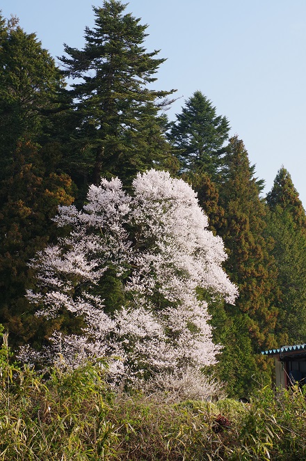 栗沢峠手前の桜 栗沢峠手前の桜