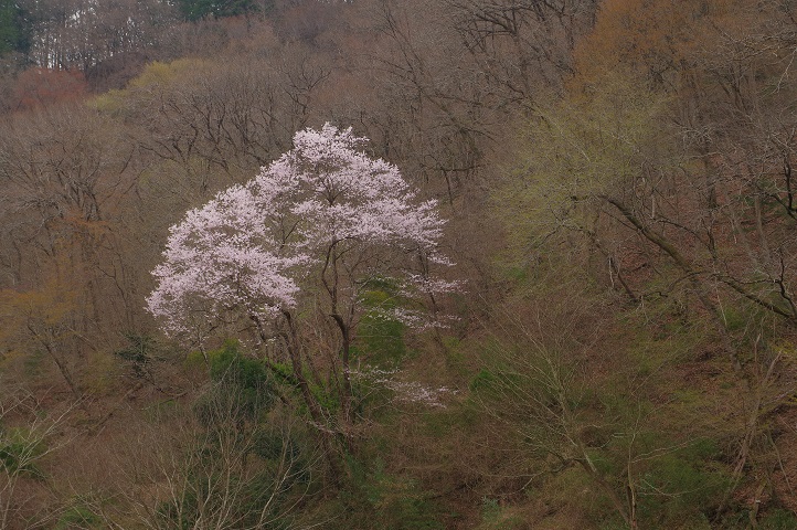 鹿沼市久野の山中の桜