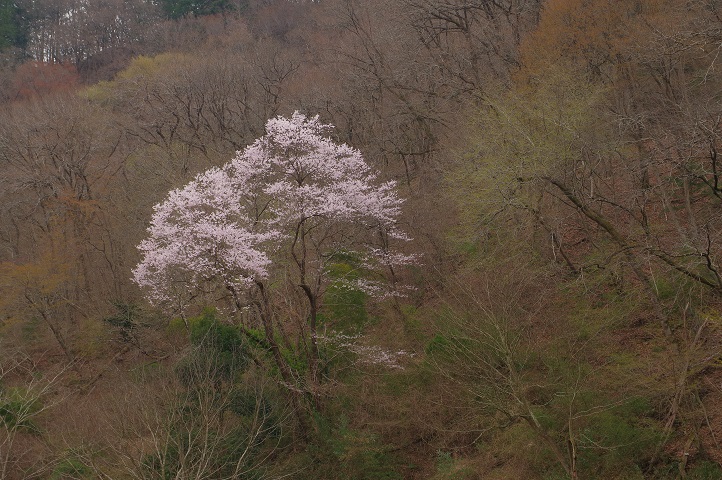 鹿沼市久野の山中の桜 鹿沼市久野の山中の桜