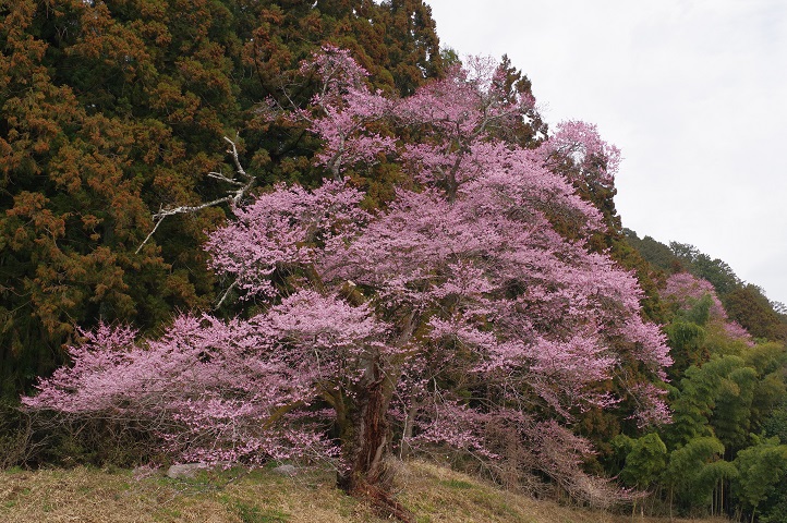 ２０２１年春　鹿沼で出会ったエドヒガンザクラ（江戸彼岸桜）