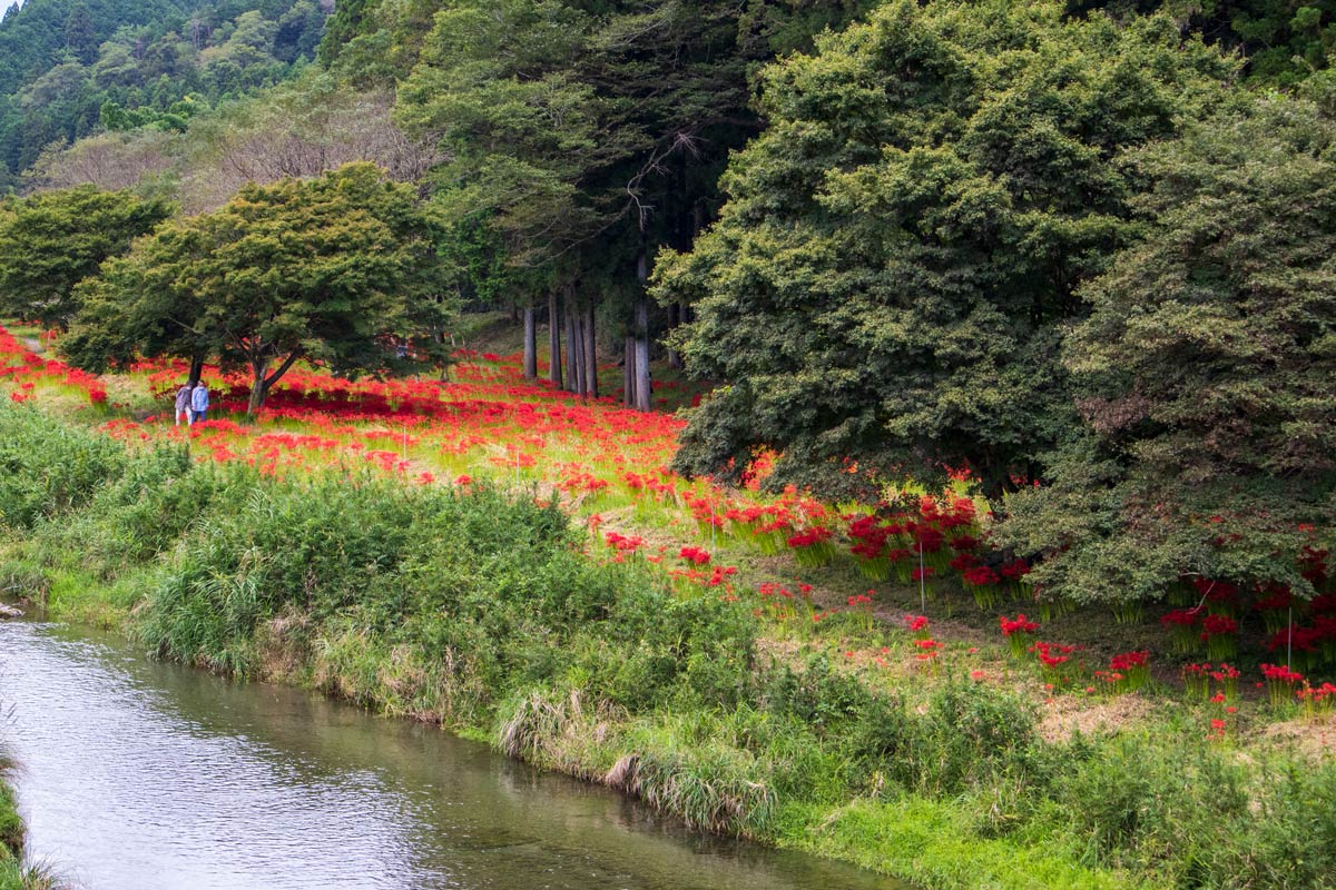 彼岸花群生地