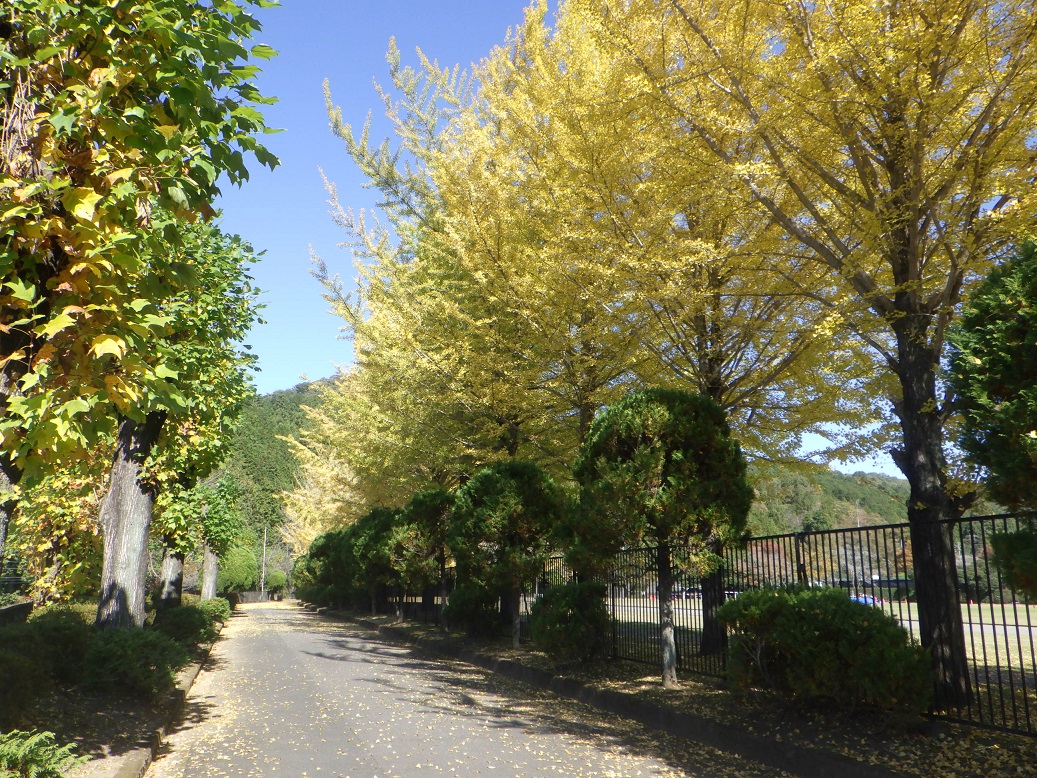 鹿沼運動公園の紅葉