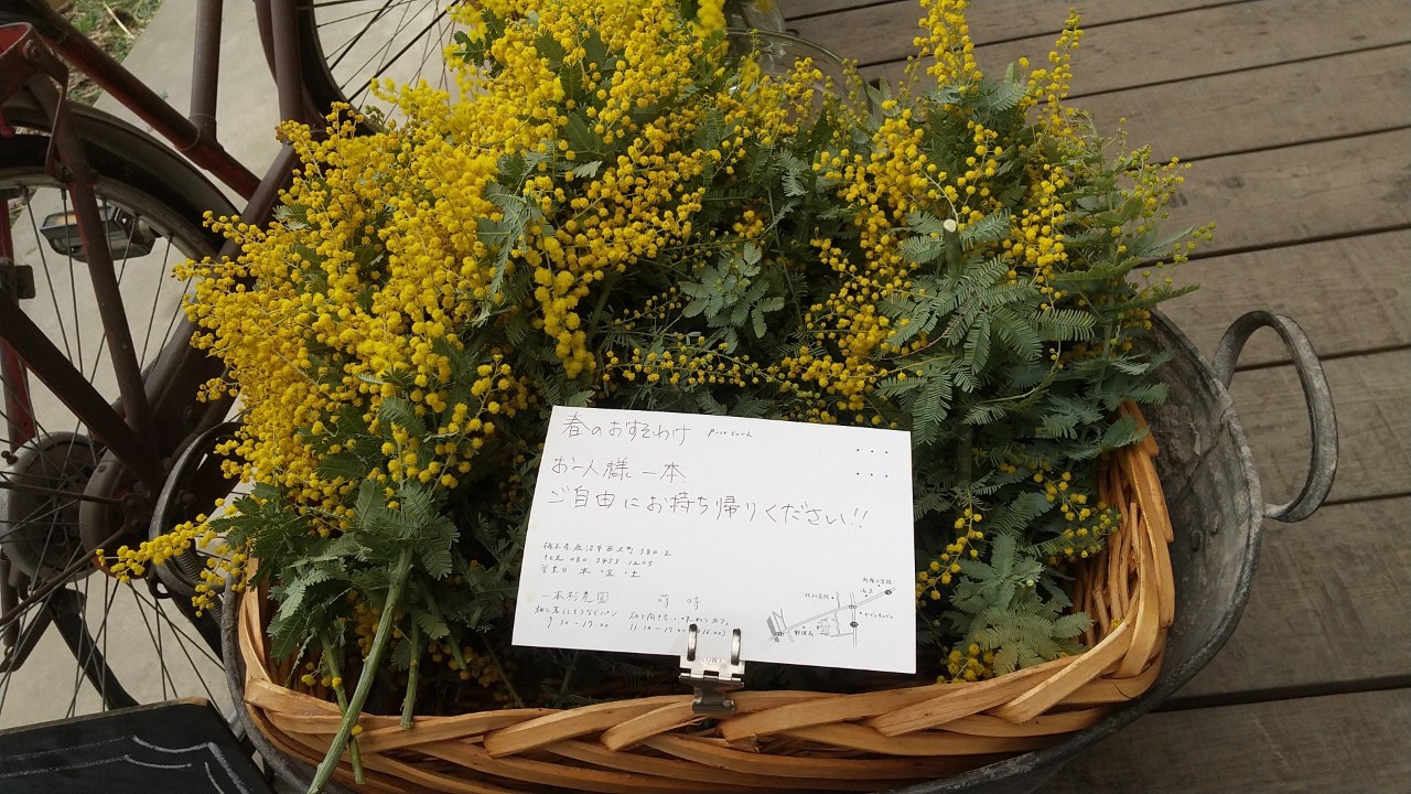 お持ち帰りどうぞのミモザ お持ち帰りどうぞのミモザ