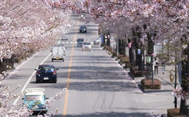 【春のさくら特集】さつき大通りの桜