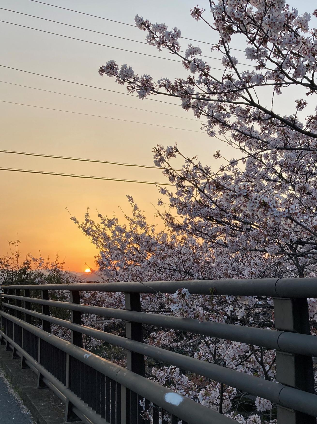 さくら通り（4）夕陽