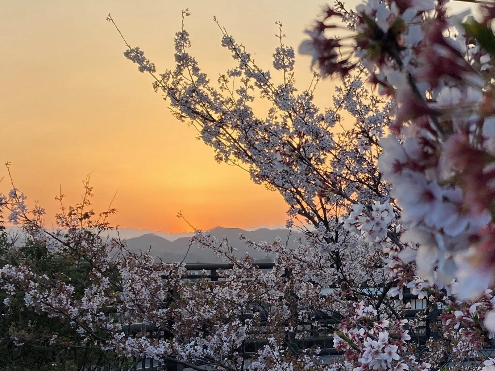 さくら通り（5）夕陽