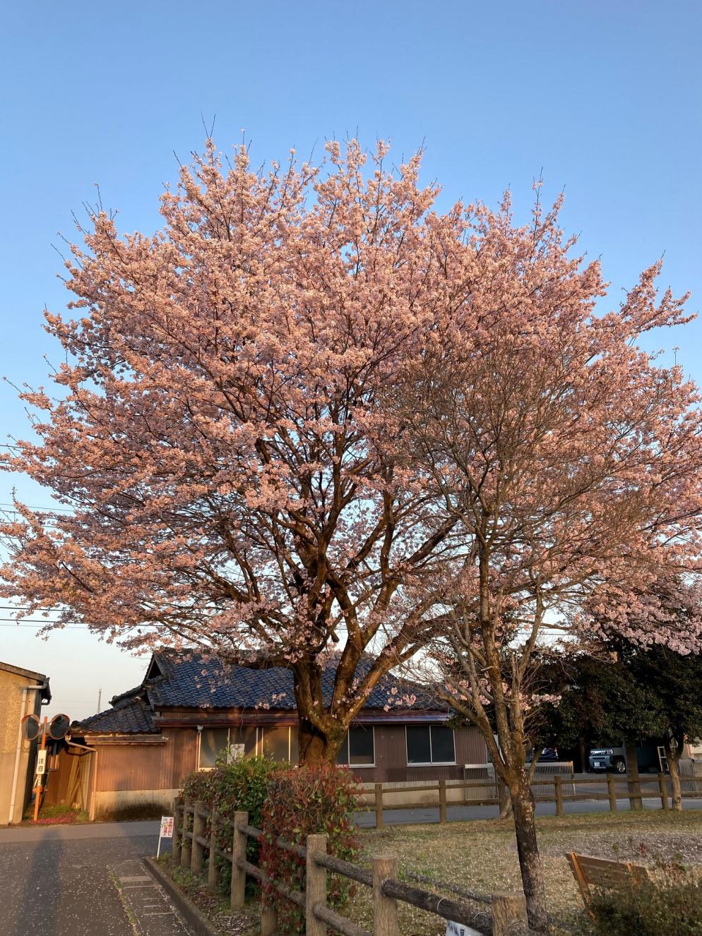 里山の春（1）夕焼け公園の桜 画素数低