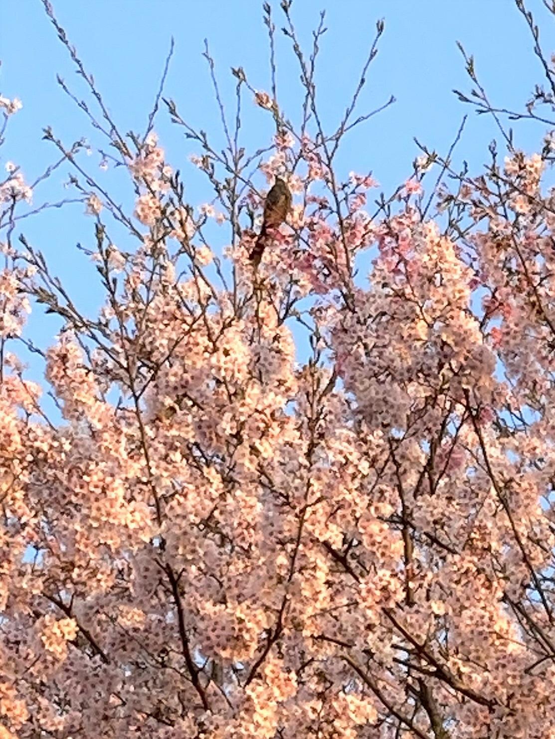 里山の春（2）小鳥画素数低