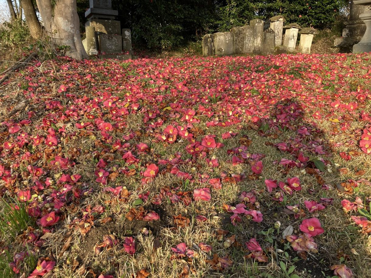 里山の春（9）椿の落花  画素数低