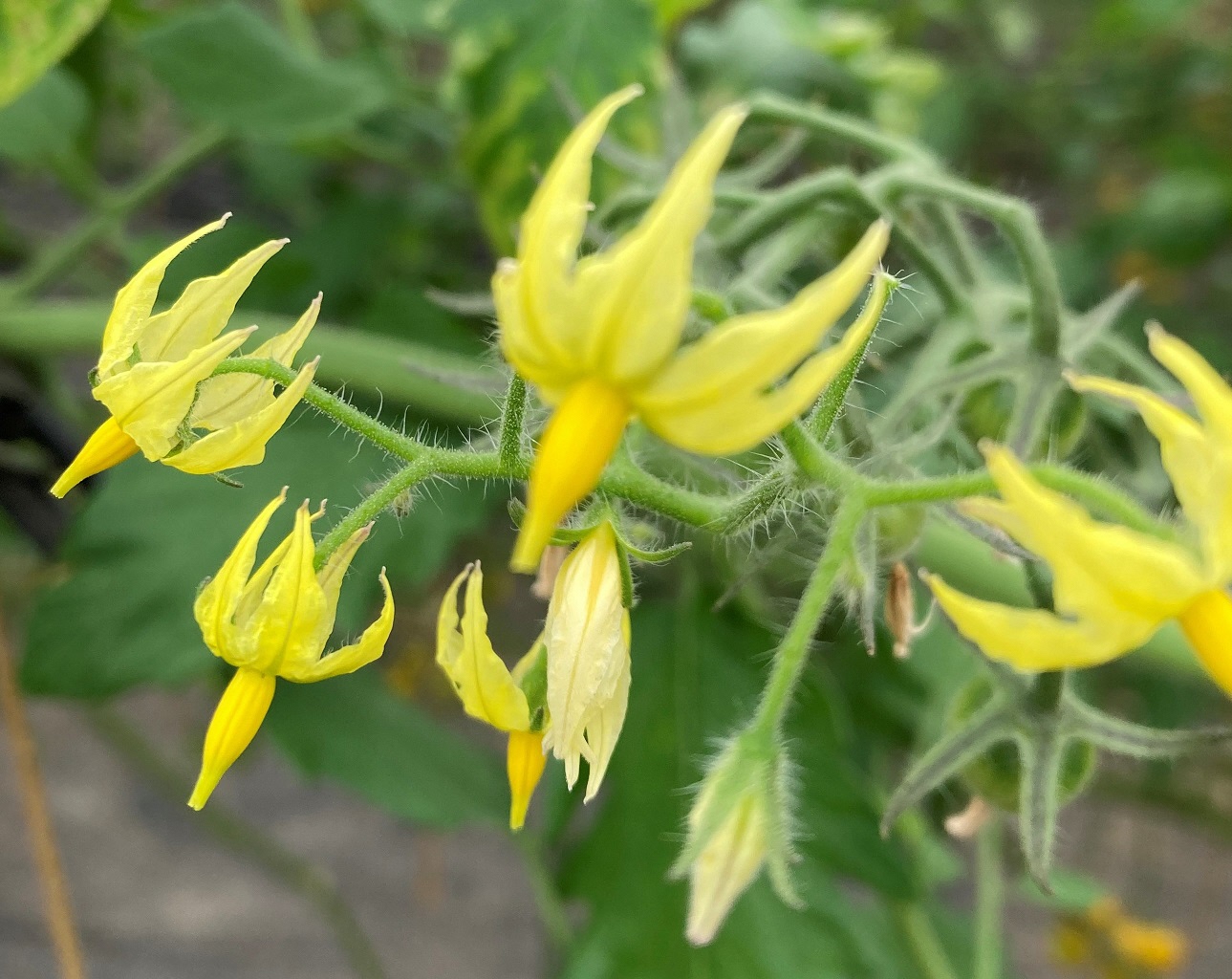 （10）トマトの花は黄色い 画素低