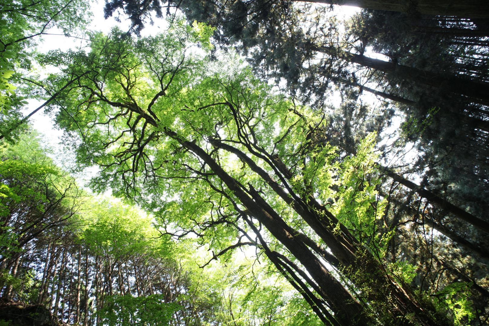 加蘇山の千本かつら 加蘇山の千本かつら