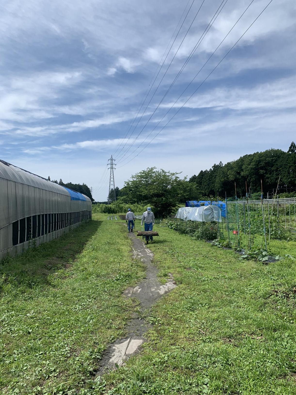 4ビニールハウスと森へ運ぶ