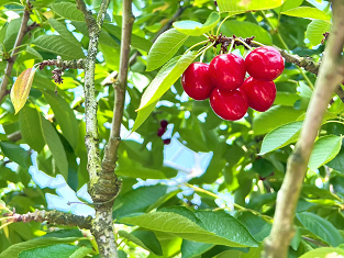 鹿沼の季節果物狩り～さくらんぼ編～