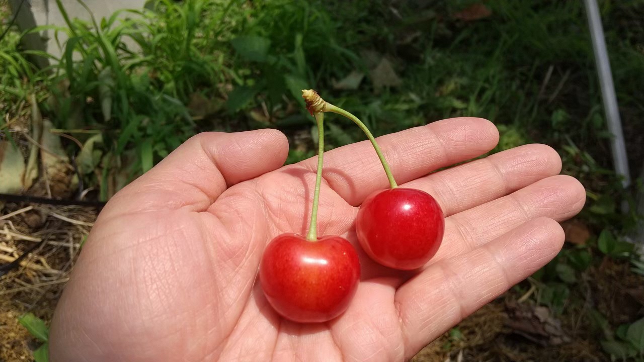 (3)さくらんぼ手のひらにツイン