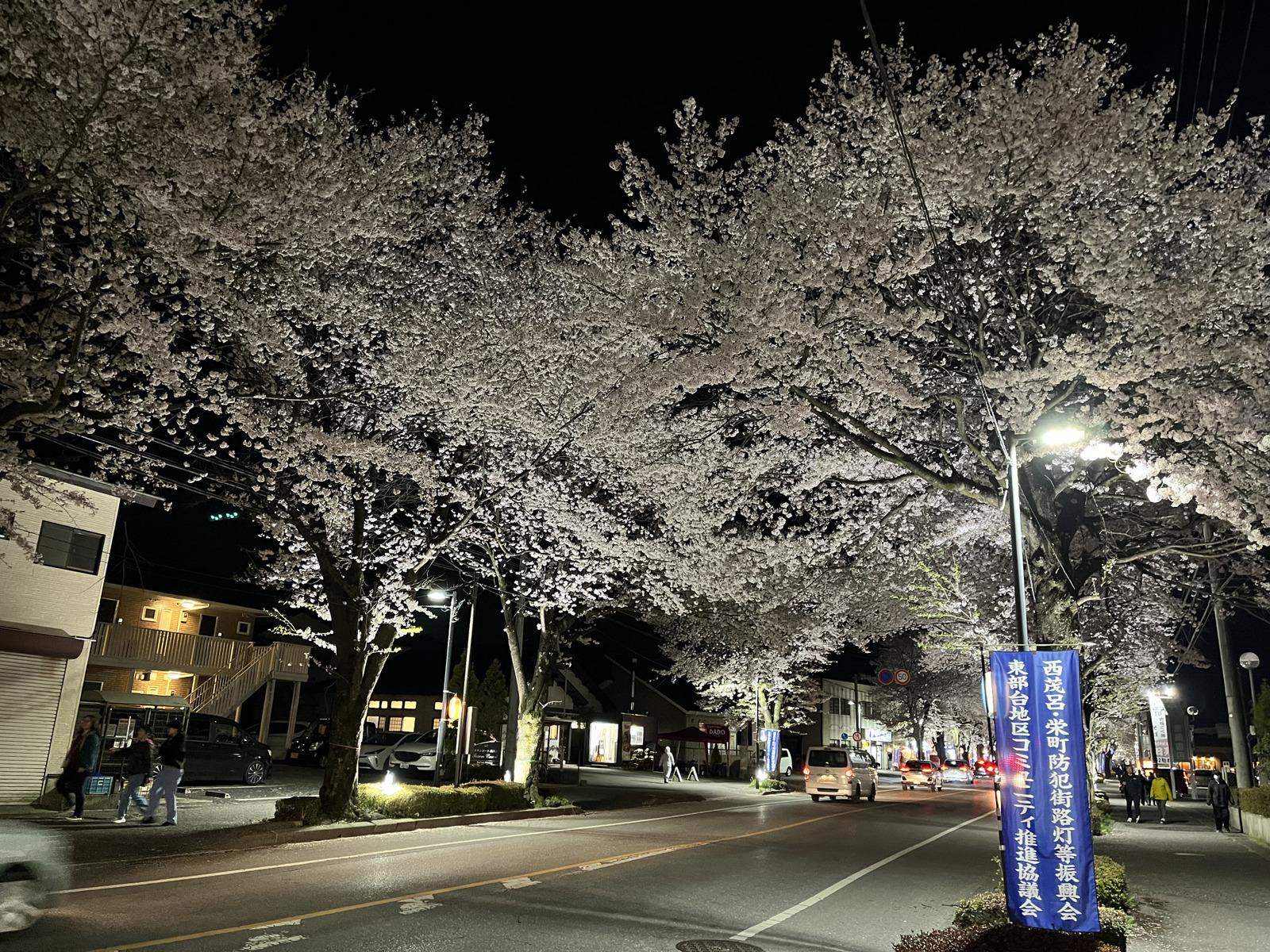 桜並木ライトアップ