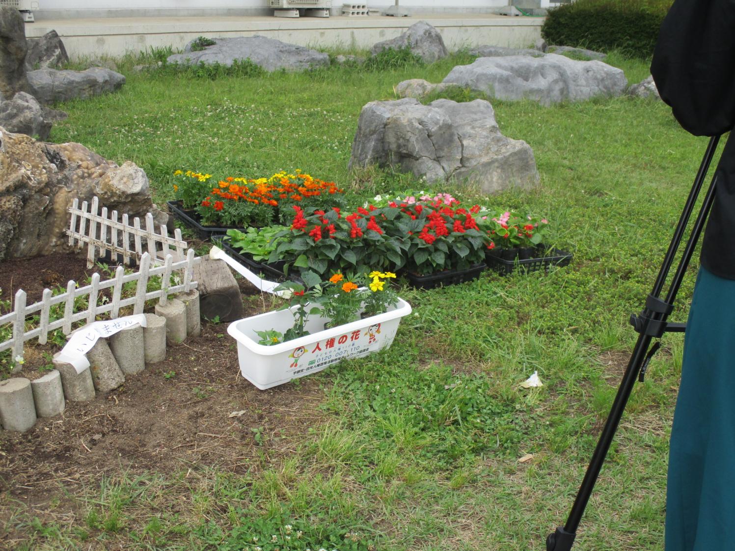 人権の花