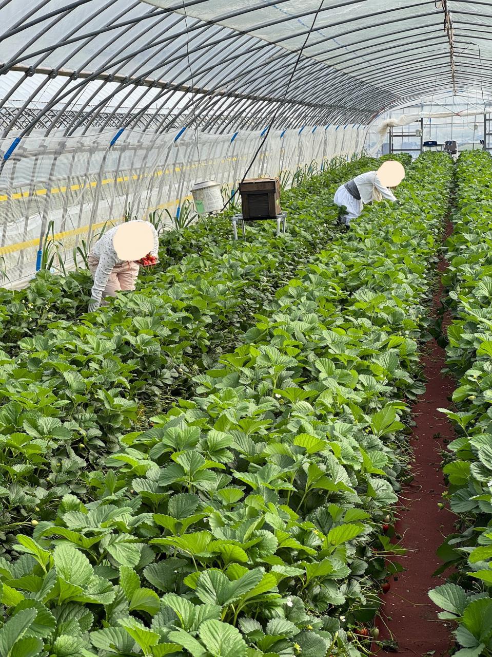 25、いちご狩り友達